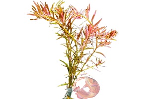 Super Red - Rotala SP